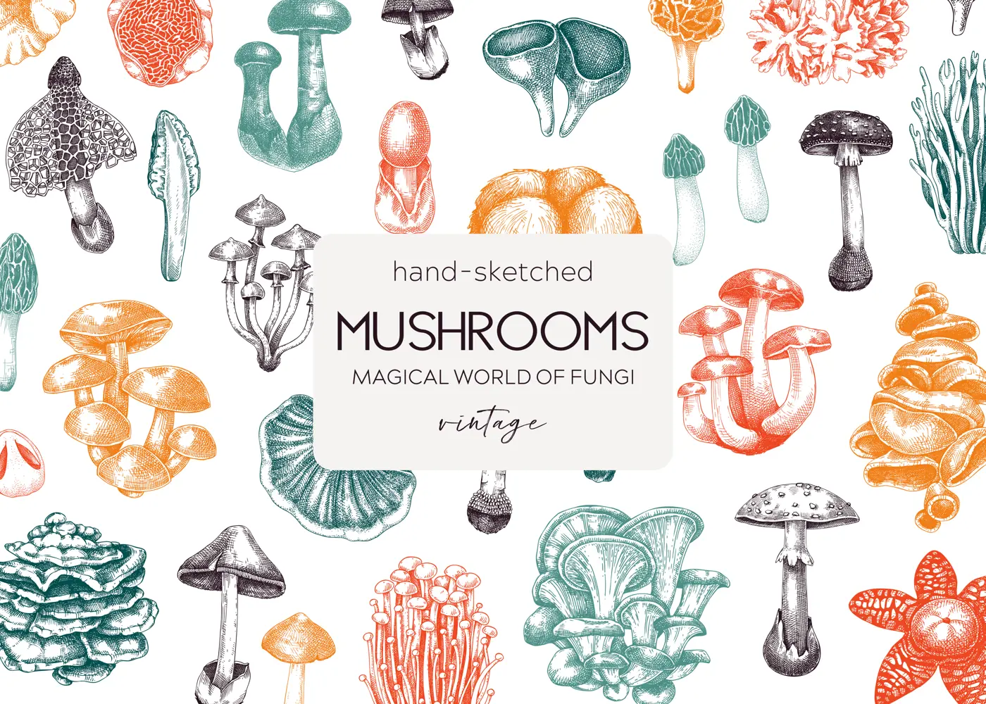 Forest mushrooms background. Edible mushrooms banner. Fungi, healthy food, vegan product sketches. Autumn hand-drawn vector illustration. Engraved design template, card, print, packaging Illustration